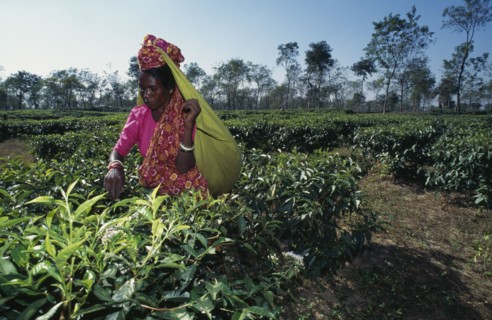 BANGLADESH, Srimangal, Female tea picker putting leaves in sack supported around her head.