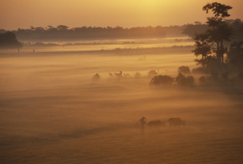 BANGLADESH, Hatiya, Farmer with cows in early morning mist at sunrise.