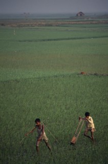 BANGLADESH, Chittagong, Brahmanbaria, Two boys pulling weeding machine through paddy field.