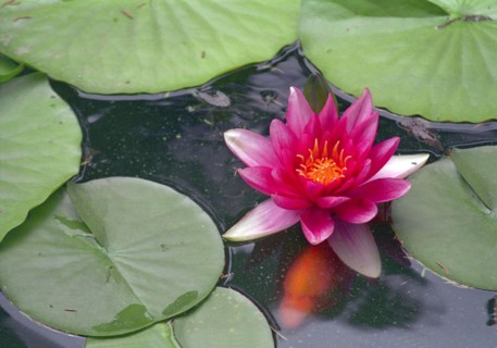 CHINA, Beijing, Forbidden City, Close up view of pink water lily flower on pond with goldfish