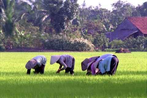 VIETNAM, South, Mekong Delta, Workers planting rice in paddy fields