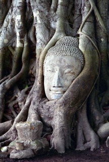 THAILAND, Ayutthaya, Buddha head statue grown into a tree trunk originally placed there by a monk