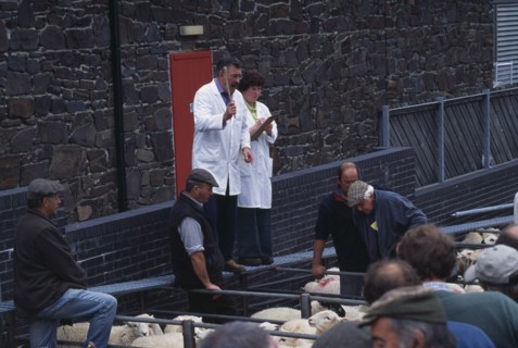 WALES, Gwynedd, Dolgellau, View over tightly packed sheep in a pens toward auctioneer at the weekly