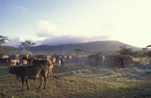 KENYA, , A maasai moran village in the early morning. The cattle  live in the centre of the corral