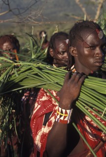 KENYA, Kajiado, Maasai moran or young warriors bring freshly cut reeds for the meat to be placed on