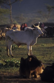 KENYA, Kajiado, A sacrificial bull. The bull will be slaughtered as part of an intiation ceremony