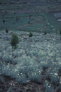 KENYA, , Pyrethrum daisies growing in central Kenya. This natural insecticide is grown in great