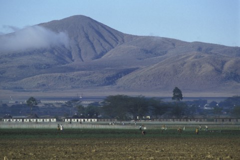 KENYA, , Pyrethrum daisies growing in central Kenya. This natural insecticide is grown in great