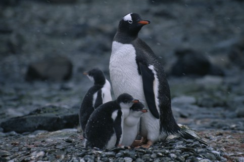 ANTARCTICA, Ardley Island, View of a Gentoo Penguin with three chicks