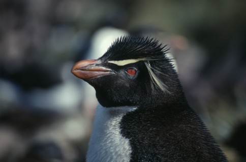 FALKLAND ISLANDS, West Point Island, Rockhopper Penguin or Eudyptes Crestatus.
