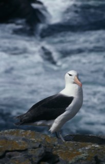 FALKLAND ISLANDS, West Point Island, Black Browed Albatross.