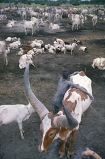 SUDAN, South, Farming, Dinka cattle camp with tribesman leaning over brown and white song ox.  Note