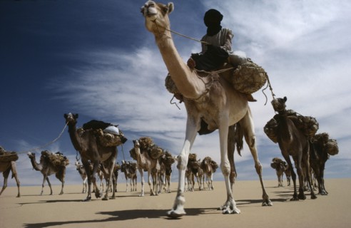 NIGER, Tribal People, Touareg camel caravan.
