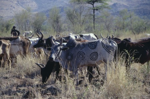 ETHIOPIA, Agriculture, Mursi cattle herd.