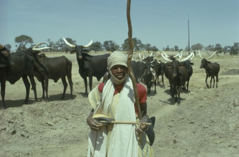 NIGERIA, Sahel, Young Fulani herdsman and longhorn cattle.