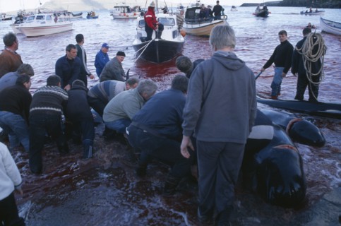 DENMARK, Faroe Islands, Streymoy Island, Torshavn.  Grindadrap traditional killing of pods of pilot