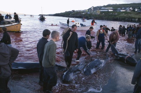 DENMARK, Faroe Islands, Streymoy Island, Torshavn.  Grindadrap traditional killing of pods of pilot