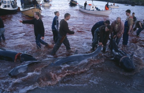 DENMARK, Faroe Islands, Streymoy Island, Torshavn.  Grindadrap traditional killing of pods of pilot