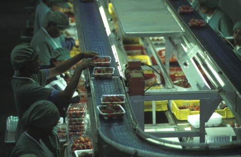 SOUTH AFRICA, Western Cape, Stellenbosch, Female production line workers grading and packing