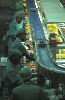 SOUTH AFRICA, Western Cape, Stellenbosch, Female production line workers grading and packing