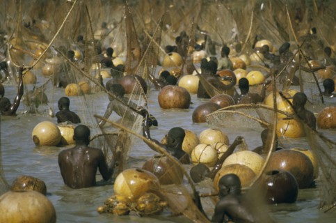 NIGERIA, Argungu, Fishing Festival.  Climax of festival when thousands of giwan ruwa fish confined