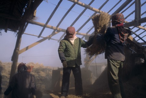 NORTH KOREA, Hwanghae Bukto, Unpa County, Harvesting flood damaged rice crop.