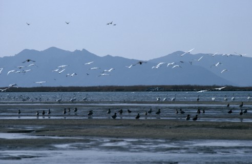 SOUTH KOREA, Nakdong Delta, One of the largest wintering grounds for migratory birds in Asia.