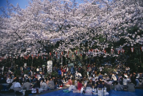 JAPAN, Honshu, Tokyo, Hanami Cherry Blossom viewing parties in Ueno Park