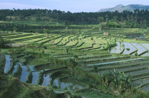 INDONESIA, Bali, Tirtagganga, Rice terraces