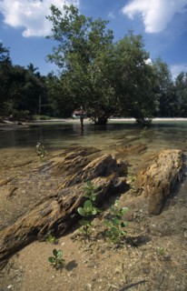 THAILAND, Krabi, Koh Lanta Yai, Klong Dao beach young mangroves growing in the shallow water