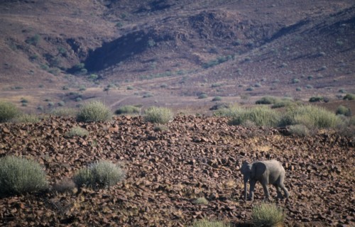 NAMIBIA, Damaraland, Lone desert Elephant walking through the arid desert landscape