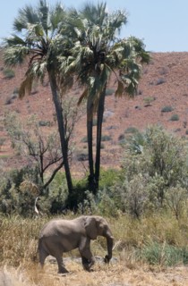 NAMIBIA, Damaraland, Lone desert Elephant walking past Palmwag Spring palm trees