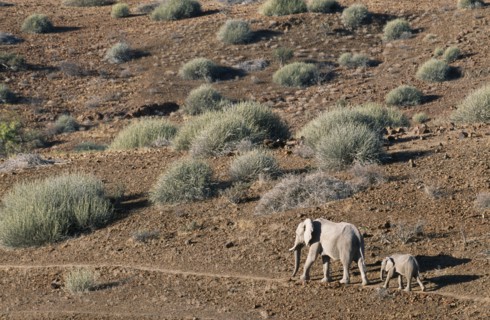 NAMIBIA, Damaraland, Mother and calf desert Elephants walking through arid desert landscape