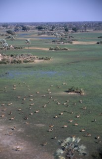 BOTSWANA, Okovango Delta, Aerial view over herd of Red Lechwe antelopes on the floodplains