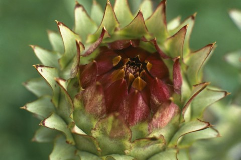 PLANTS, Flowers, Artichoke head detail.