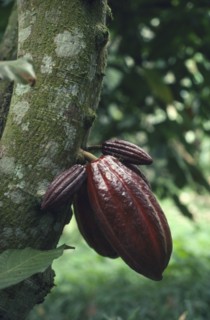 ECUADOR, Farming, Ripe cocoa pod ready to be picked.