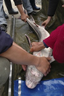 ROMANIA, Tulcea, Isaccea, Female sturgeon being inspected at the Casa Caviar sturgeon hatchery