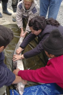 ROMANIA, Tulcea, Isaccea, Female sturgeon inspected for eggs at the Casa Caviar sturgeon hatchery