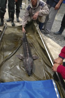 ROMANIA, Tulcea, Isaccea, Female sturgeon checked at the Casa Caviar sturgeon hatchery before being