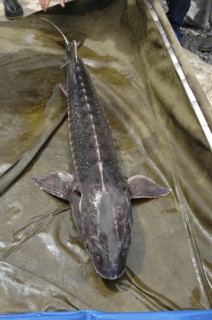 ROMANIA, Tulcea, Isaccea, Female sturgeon in full view at the Casa Caviar sturgeon hatchery before