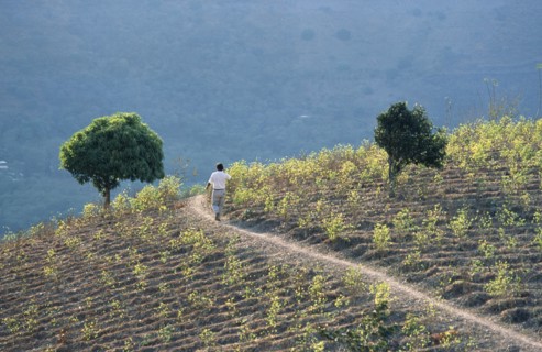 PERU, General, Man walking through a field of coca.  Coca is still traditionally chewed by the