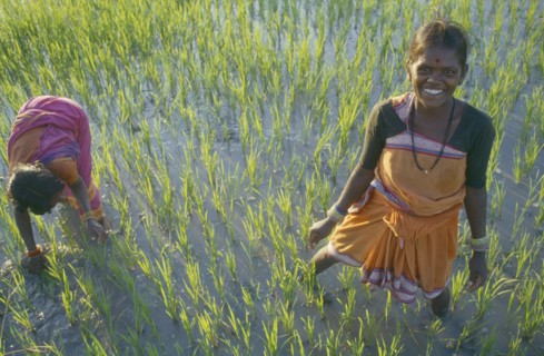 INDIA, Andhra Pradesh, Hyderabad, Women transplanting rice in paddy field.