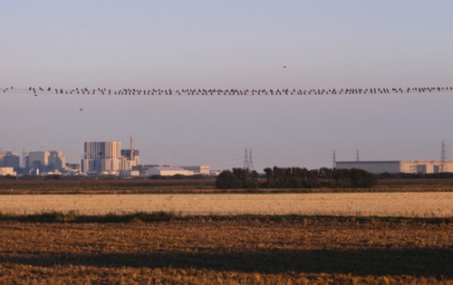 20059205 ENGLAND Kent Dungeness Nuclear Power station seen from across farm land in evening light with starlings perched on power cable lines.