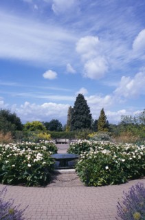 20059209 ENGLAND Surrey Woking Wisley Royal Horticultural Society Garden. View through path into formal garden with fountain .