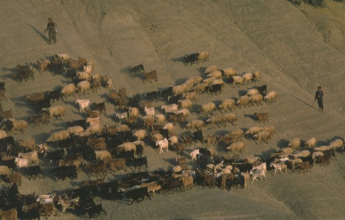 IRAQ, Kurdistan, Farming, Goat herders.