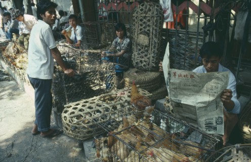 CHINA, Guangdong, Guangzhou, Market scene with ducks and chickens in small cages.