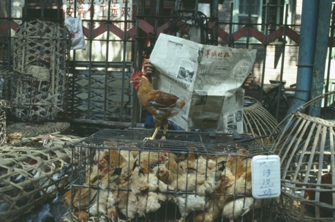 CHINA, Guangdong, Guangzhou, Market scene with man reading newspaper behind ducks and chickens in