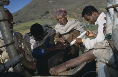 ETHIOPIA, North, Wollo, Vet attending cattle.