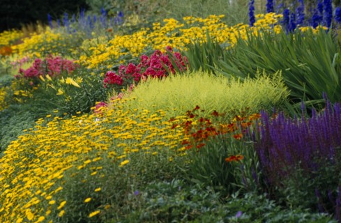 PLANT, Flowers, Massed, Colourful informal garden.