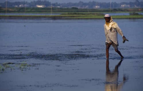 BANGLADESH, Dhaka, Farmer walking through flooded field.